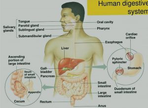 Human alimentary canal