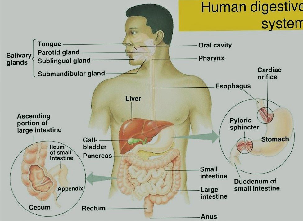 Cuanto tarda la digestion