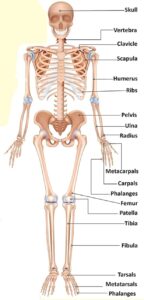 Human Skeleton system with detail