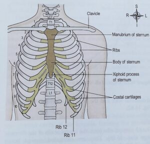 Human Skeleton system with detail