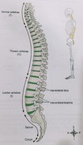 Human Skeleton system with detail