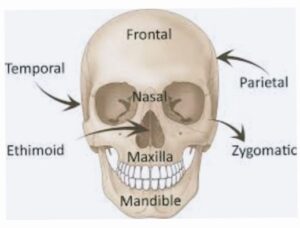 Human Skeleton system with detail