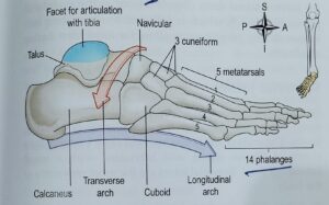 Human Skeleton system with detail