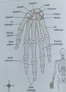 Human Skeleton system with detail