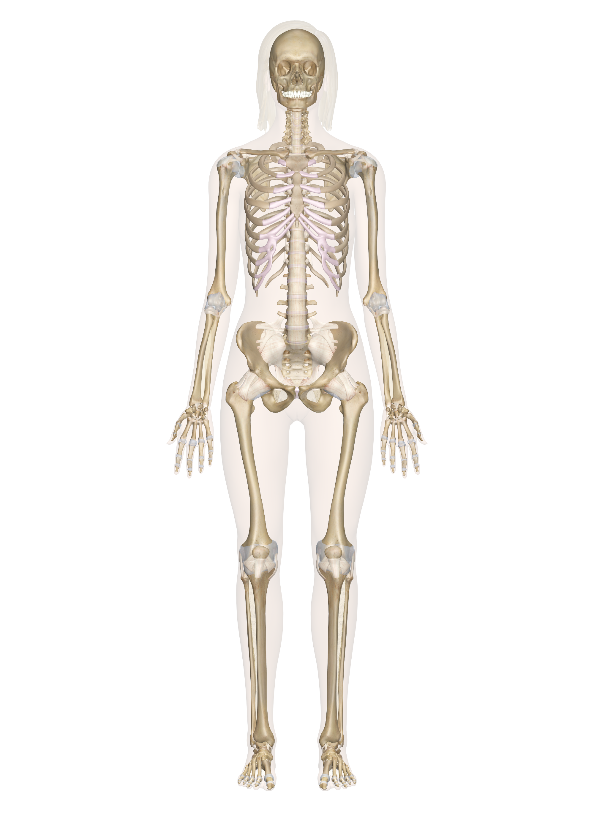 Axial skeleton of Human with detail of parts - Bloggjhedu