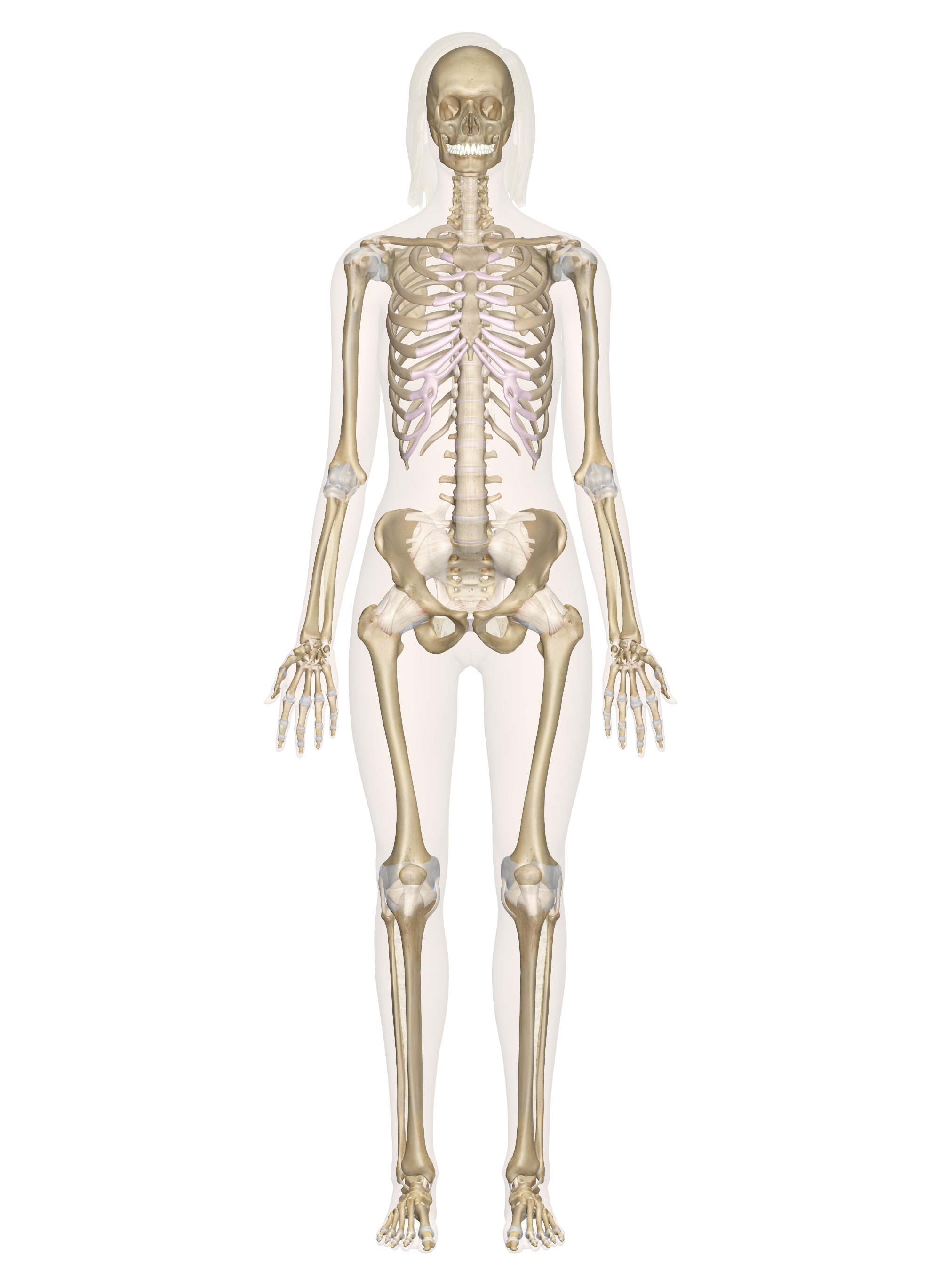 Axial Skeleton Of Human With Detail Of Parts Bloggjhedu