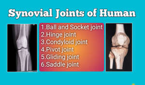 Synovial joints in Human