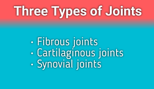 How many types of Joints 