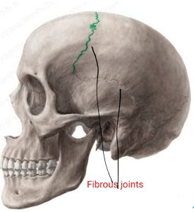 How many types of Joints 