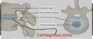 How many types of Joints 